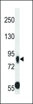 ANTI-MUPCDH(N-TERMINAL) antibody produced in rabbit