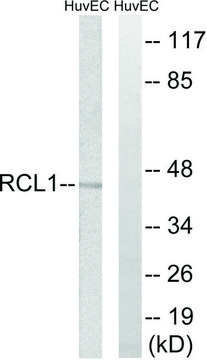 Anti-RCL1 antibody produced in rabbit