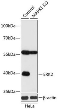 Anti-ERK2 antibody produced in rabbit
