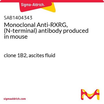 Monoclonal Anti-RXRG, (N-terminal) antibody produced