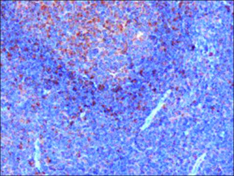 Anti-GRB2 antibody produced in goat