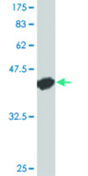 Monoclonal Anti-CD40 antibody produced in