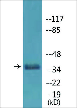 Anti-phospho-Cyclin H (pThr³¹?) antibody produced