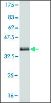 Monoclonal Anti-PCDHA1 antibody produced in