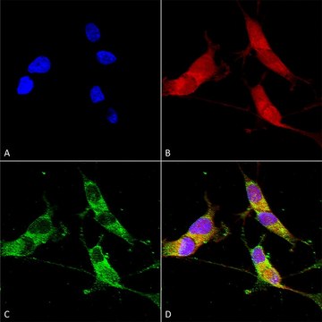 Monoclonal Anti-Vglut3 antibody produced in
