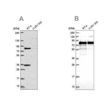 Anti-CLINT1 antibody produced in rabbit