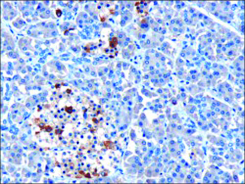 Anti-MDA5/IFIH1 antibody produced in goat