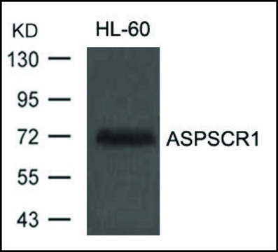 Anti-ASPSCR1 antibody produced in rabbit