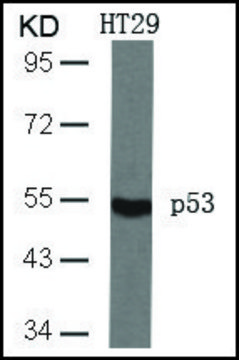 Anti-TP53 (Ab-46) antibody produced in
