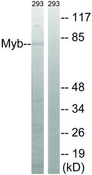 Anti-MYB antibody produced in rabbit