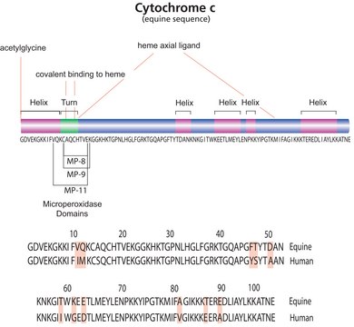 Cytochrome c from equine heart
