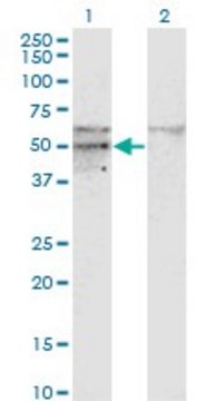 Monoclonal Anti-SC65 antibody produced in