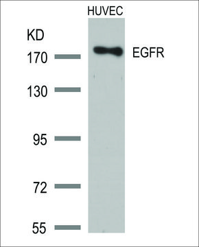Anti-EGFR (Ab-1172) antibody produced in