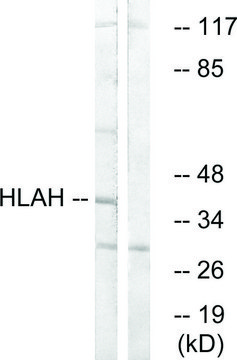 Anti-HLAH antibody produced in rabbit