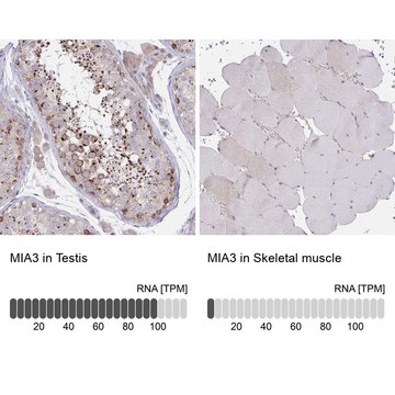 Anti-MIA3 antibody produced in rabbit