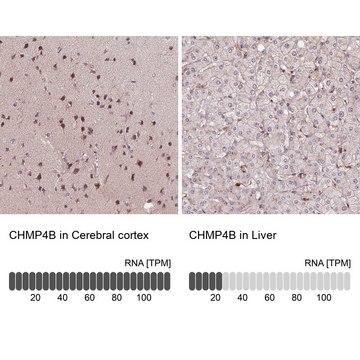 Anti-CHMP4B antibody produced in rabbit