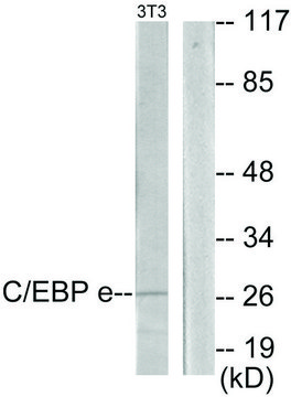 Anti-CEBPE antibody produced in rabbit