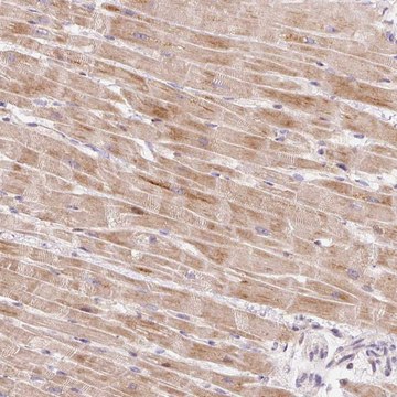 Anti-BOLA3 antibody produced in rabbit