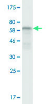 Monoclonal Anti-RCN2, (C-terminal) antibody produced