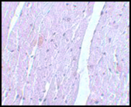 Anti-APC10 antibody produced in rabbit