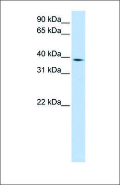 Anti-NCF4 antibody produced in rabbit