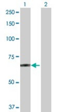Anti-POGK antibody produced in rabbit