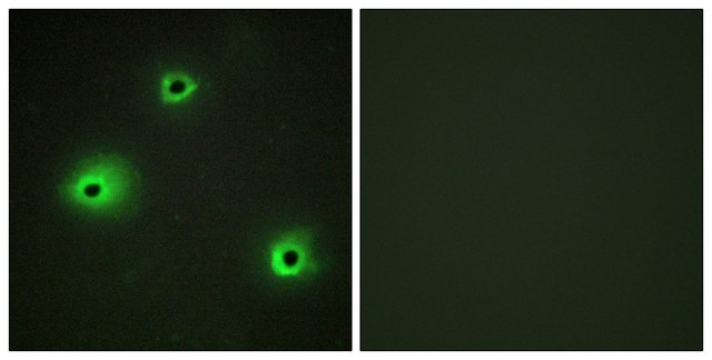 Anti-GRAH antibody produced in rabbit
