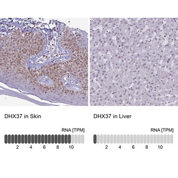 Anti-DHX37 antibody produced in rabbit