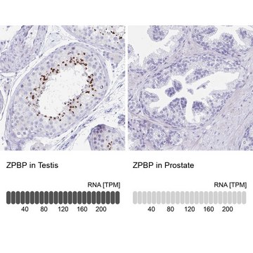 Anti-ZPBP antibody produced in rabbit