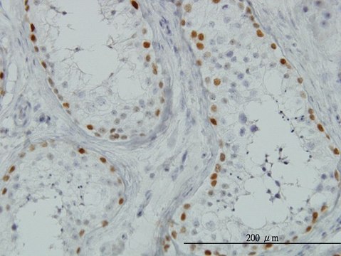 Monoclonal Anti-SALL4 antibody produced in