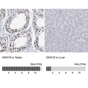 Anti-DHX16 antibody produced in rabbit