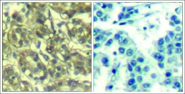 Anti-CCNB1 (Ab-147) antibody produced in