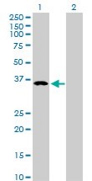 Anti-B4GALT4 antibody produced in rabbit