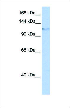 Anti-HELLS antibody produced in rabbit