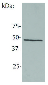 Monoclonal Anti-NCK1 antibody produced in