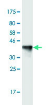 Monoclonal Anti-KIF13B antibody produced in