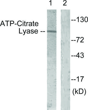 Anti-ATP-Citrate Lyase antibody produced in