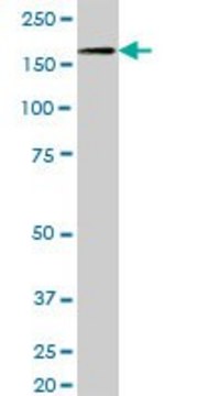 Anti-NID1 antibody produced in mouse