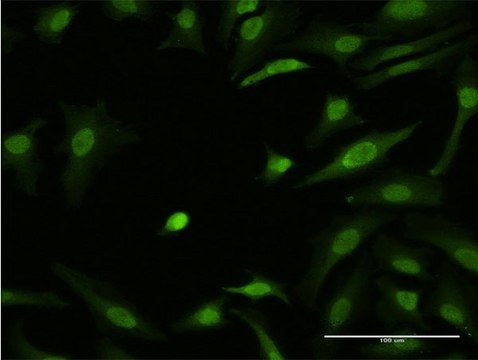 ANTI-ZIC3 antibody produced in mouse