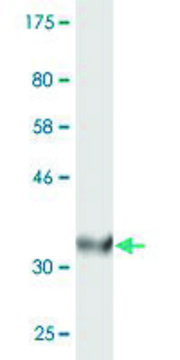Monoclonal Anti-ACOX2, (C-terminal) antibody produced