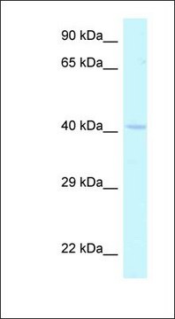 Anti-HOXA2 antibody produced in rabbit