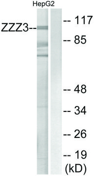 Anti-ZZZ3 antibody produced in rabbit