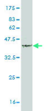 Monoclonal Anti-TNFSF18 antibody produced in