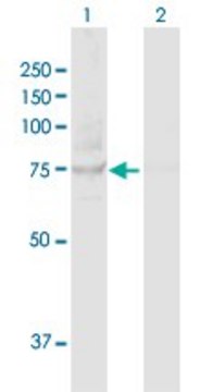 Anti-TBK1 antibody produced in rabbit