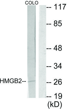 Anti-HMGB2 antibody produced in rabbit