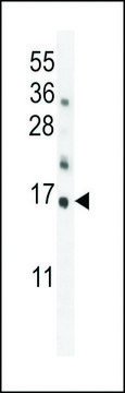 ANTI-HRK BH3 DOMAIN antibody produced