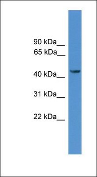 Anti-SYT12 antibody produced in rabbit