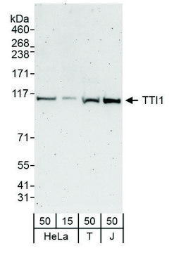 Rabbit anti-TTI1 Antibody, Affinity Purified