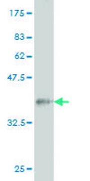 Monoclonal Anti-COIL antibody produced in