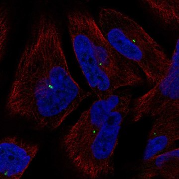 Anti-PCLAF antibody produced in rabbit